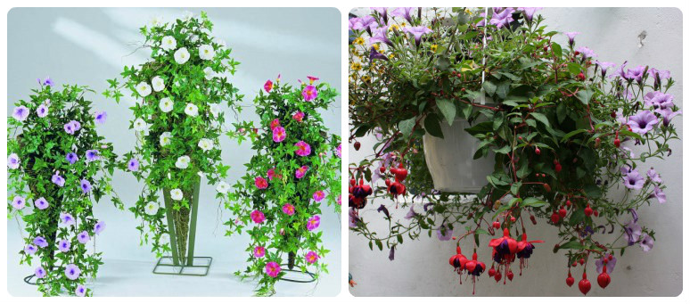 Цветущие Ампельные Комнатные Растения Фото
