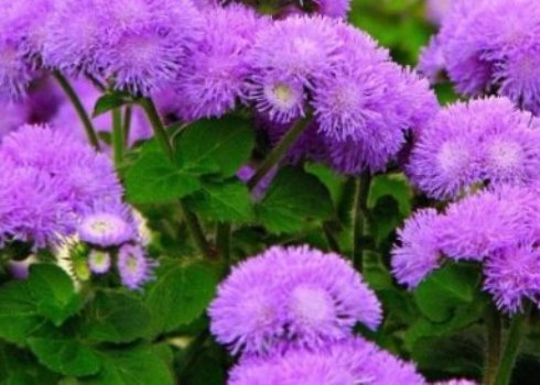 Агератум осенью что делать. ageratum. Агератум осенью что делать фото. Агератум осенью что делать-ageratum. картинка Агератум осенью что делать. картинка ageratum