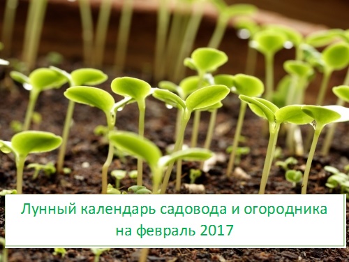 Купить кошелек по лунному календарю