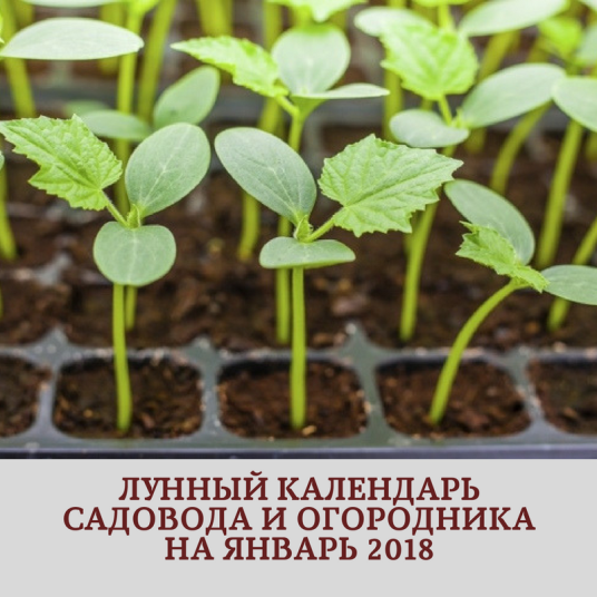лунный календарь январь 2018
