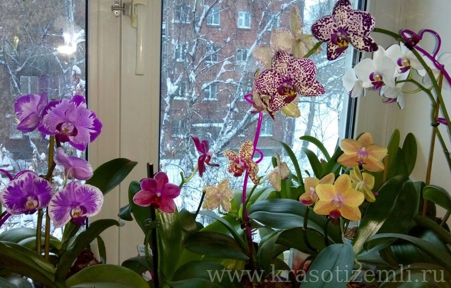 Орхидеи В Домашних Условиях Фото