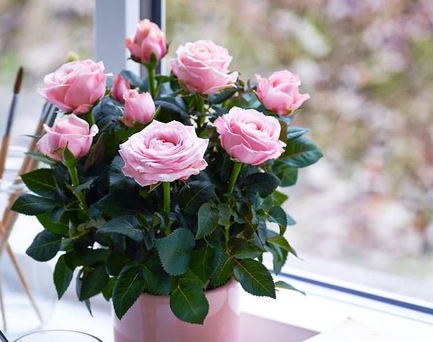 какие цветы можно подарить аллергику. Смотреть фото какие цветы можно подарить аллергику. Смотреть картинку какие цветы можно подарить аллергику. Картинка про какие цветы можно подарить аллергику. Фото какие цветы можно подарить аллергику