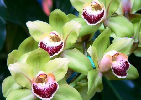 как ухаживать за орхидеей