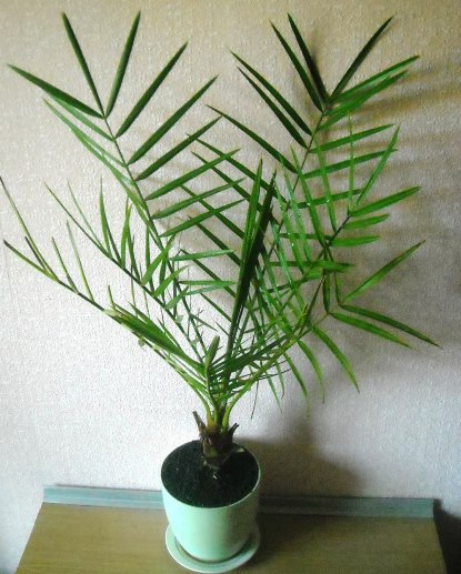 финиковая пальма в домашних условиях