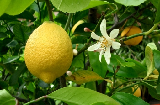 лимон из черенка