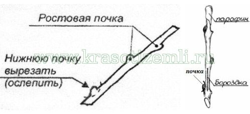 укоренить черенки винограда