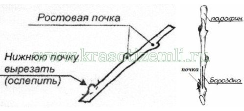 укоренить черенки винограда