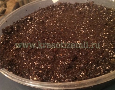 насыпать почву для посадки лука