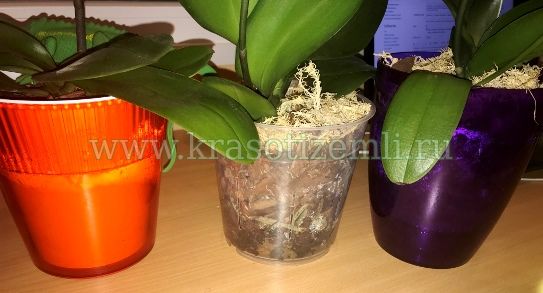цветочный горшок для орхидеи