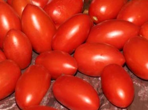 выращивание томатов хохлома