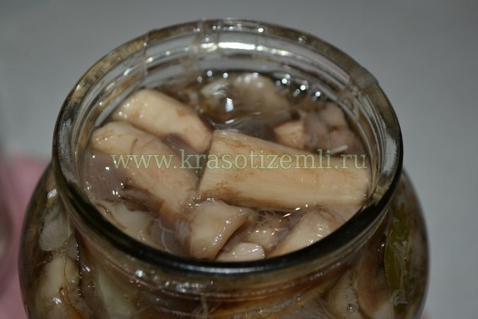 маринованные белые грибы на зиму простой рецепт