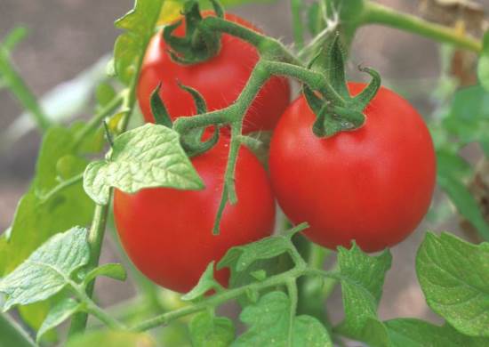 как посадить помидоры на подоконнике