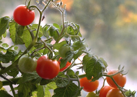 как вырастить помидоры на подоконнике