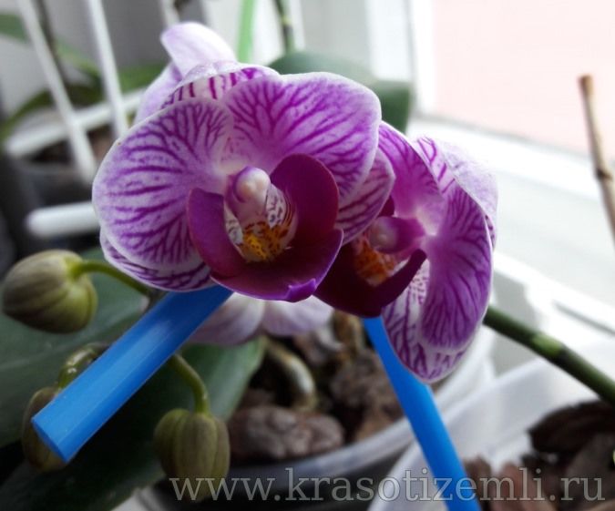 полив орхидеи