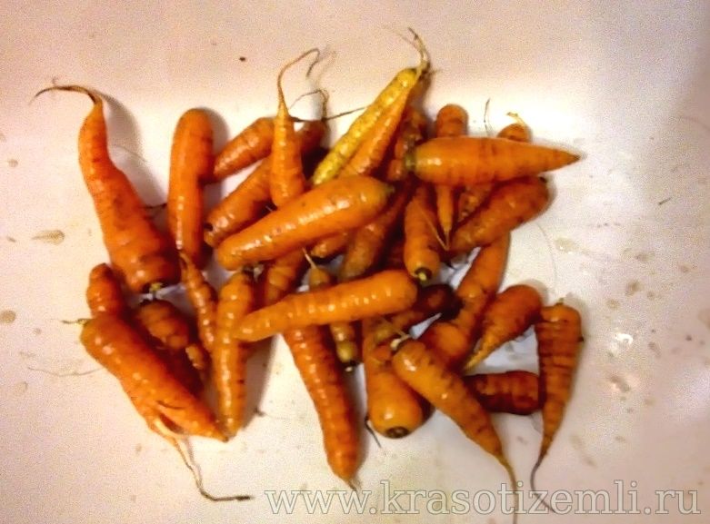 вымытая морковь