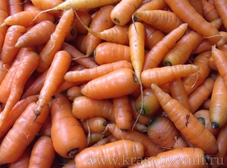 Что делать, если морковь не уродилась?
