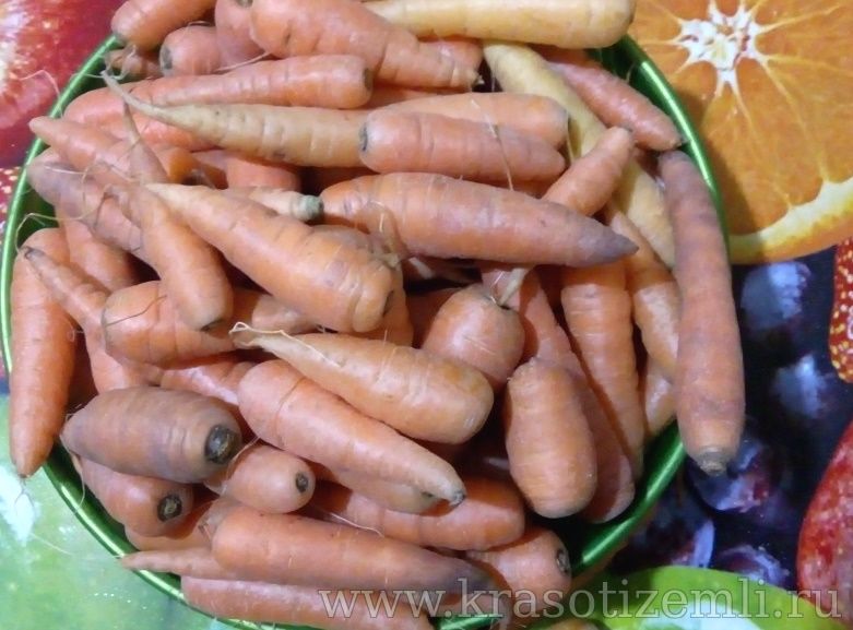 мелкая морковь