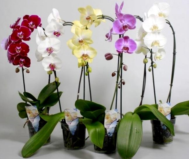 выращивание орхидеи из семян