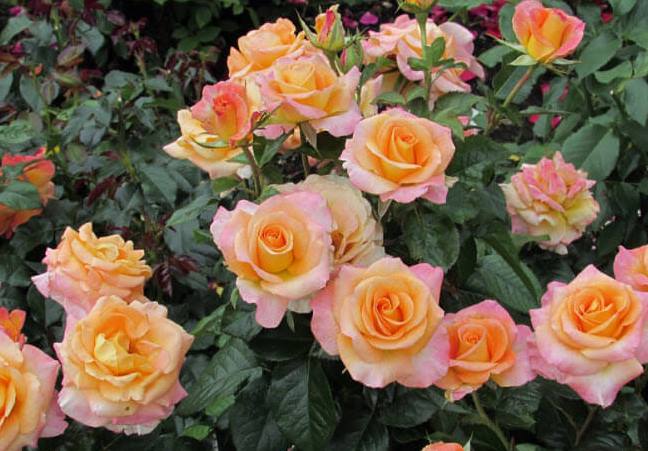 чайно-гибридные розы фото