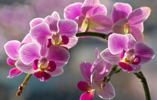 пересадка покупной орхидеи
