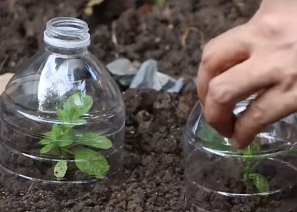 для рассады из пластиковой бутылки