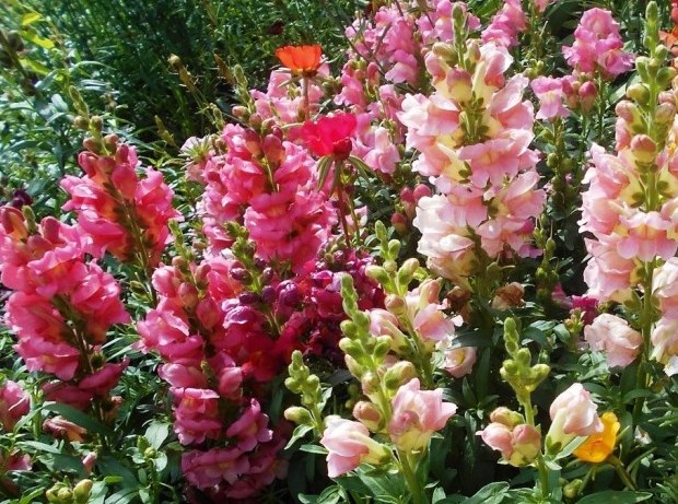 7 однолетних цветов, которые можно посеять на рассаду в феврале и марте 2021