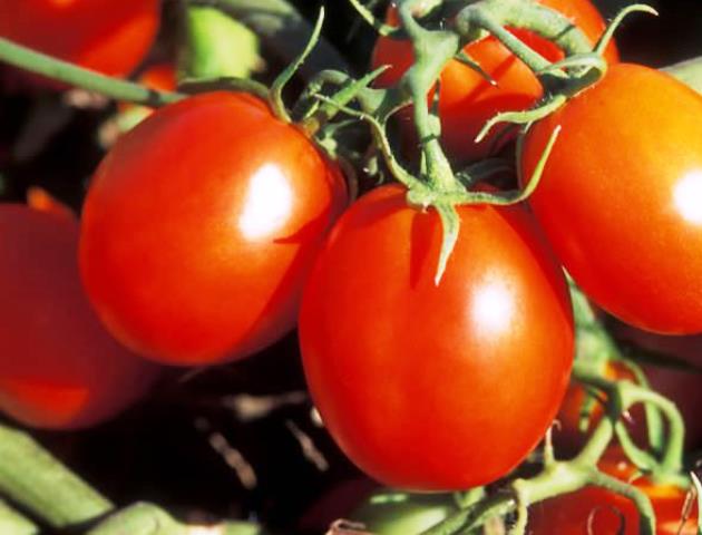 Как вырастить томаты по методу Маслова