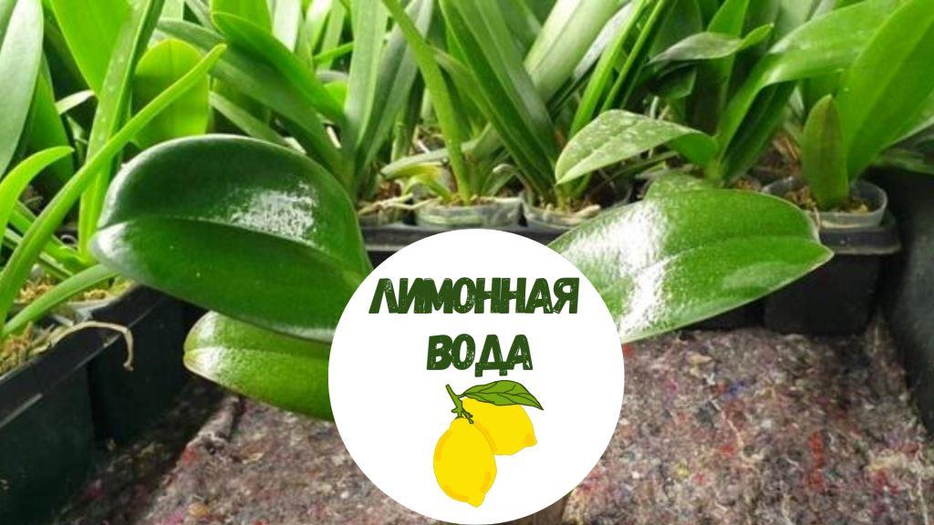 лимонная вода для орхидей