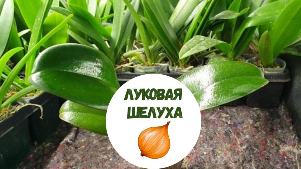луковая шелуха для орхидеи
